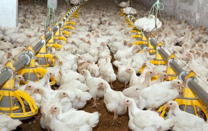 Volailles démarrées Le Tampon
